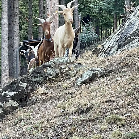 Bois Montagne Occitanie Шале *